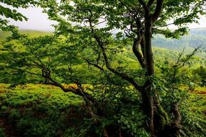 vue sur les montagnes brumeuses en automne photo