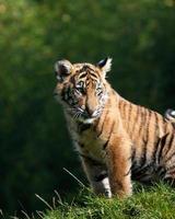 tigre cub photo
