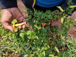 les mains d'un fermier tiennent deux piments qui traversent encore l'arbre. le piment est un légume utilisé pour parfumer les aliments. dans l'agriculture indonésienne photo