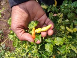 les mains d'un fermier tiennent deux piments qui traversent encore l'arbre. le piment est un légume utilisé pour parfumer les aliments. dans l'agriculture indonésienne photo