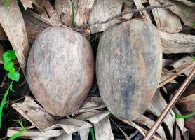 deux vieilles noix de coco d'un arbre naturellement sur une terre agricole. . pandeglang banten indonésie photo