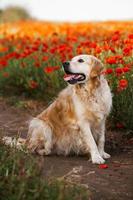 chien labrador retriever. chien golden retriever sur l'herbe. adorable chien en fleurs de pavot. photo