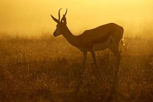 springbok au lever du soleil photo
