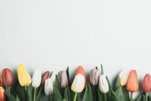 bannière avec bouquet de tulipes aux couleurs roses et blanches. concept de printemps, fête des femmes, fête des mères, 8 mars, salutations de vacances photo