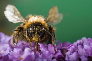 abeille couverte de pollen