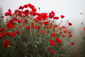 beau champ de coquelicots rouges à la lumière du coucher du soleil. gros plan de fleurs de pavot rouge dans un champ. fond de fleurs rouges. belle nature. paysage. fleurs rouges romantiques. photo