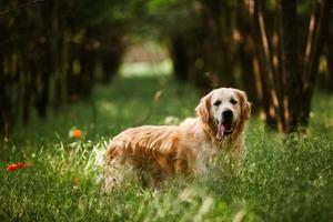 chien labrador retriever. chien golden retriever sur l'herbe. adorable chien en fleurs de pavot. photo