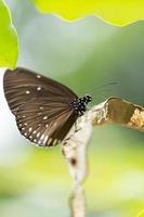 papillon corbeau indien
