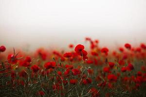 beau champ de coquelicots rouges à la lumière du coucher du soleil. gros plan de fleurs de pavot rouge dans un champ. fond de fleurs rouges. belle nature. paysage. fleurs rouges romantiques. photo