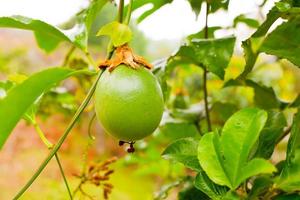 un gulupa vert sur l'arbre. fruits biologiques gulupa dans la ferme traditionnelle. photo