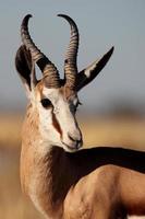 Close-up mâle springbok, etosha np, namibie