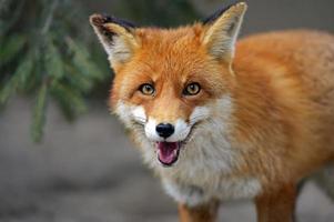 photo HD d'un renard orange aux yeux orange