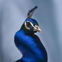 paon bleu indien (pavo cristatus) photo