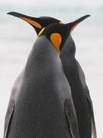 Couple de pingouins royaux croiser les becs.