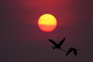 ombre d'un oiseau volant vers le soleil photo