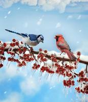 oiseaux en hiver photo