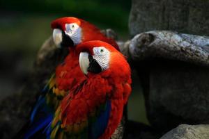 deux perroquets