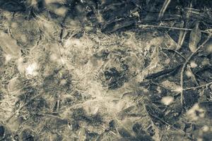 feuillage de palmier de texture dans l'eau de puisard d'étang nature mexique. photo