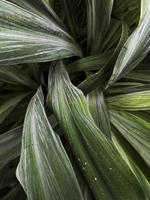 longues feuilles florales blanc-vert photo