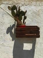 cactus dans un pot sur le mur photo