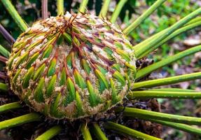 Cône femelle de cycas siamensis plante miq photo