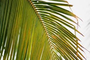 fond de feuilles de noix de coco photo