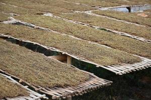 séchage des feuilles de tabac qui avaient été coupées en tranches sur le panneau de bambou avec la lumière naturelle du soleil. photo