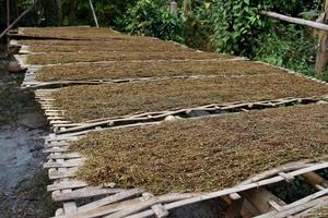 séchage des feuilles de tabac qui avaient été coupées en tranches sur le panneau de bambou avec la lumière naturelle du soleil. photo