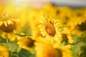 champ de tournesol avec plantation d'arbre de plante de tournesol sur le fond de ciel bleu naturel du jardin, fleur de soleil dans la campagne agricole rurale photo