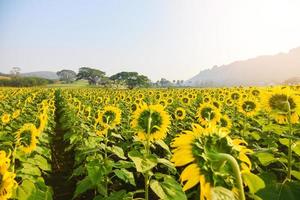 champ de tournesol avec plantation d'arbre de plante de tournesol sur le fond de ciel bleu naturel du jardin, fleur de soleil dans la campagne agricole rurale photo