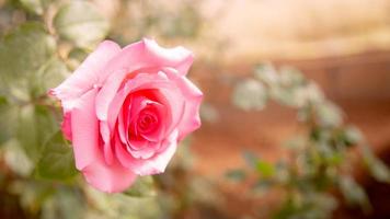 belle rose rose dans le jardin. photo