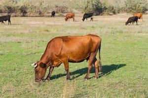 troupeau de vaches dans le pré d'été, vaches broutant dans l'herbe. photo