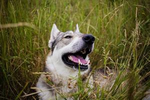 photos de chien loup gris, chien de chasse russe, laika de sibérie occidentale posant dans les champs