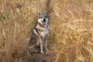 photos de chien loup gris, chien de chasse russe, laika de sibérie occidentale posant dans les champs