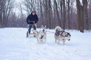 les chiens husky sibériens tirent un traîneau avec un homme dans la forêt d'hiver photo
