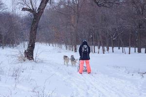 chiens de traîneau dans la neige, courses de chiens husky sibériens dans la forêt d'hiver photo