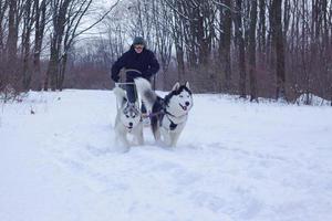 les chiens husky sibériens tirent un traîneau avec un homme dans la forêt d'hiver photo