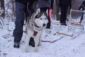 chiens de traîneau dans la neige, courses de chiens husky sibériens dans la forêt d'hiver photo