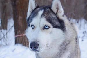 chiens de traîneau dans la neige, courses de chiens husky sibériens dans la forêt d'hiver photo