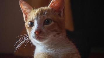 un chat orange dormant et jouant dans une maison naturelle photo