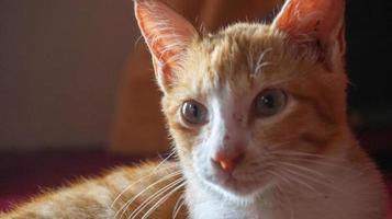 un chat orange dormant et jouant dans une maison naturelle photo