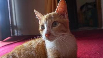 un chat orange dormant et jouant dans une maison naturelle photo