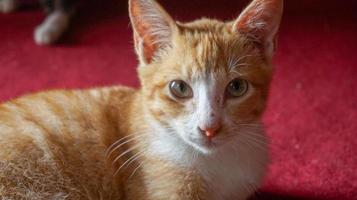 un chat orange dormant et jouant dans une maison naturelle photo