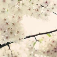 fleurs de cerisier blanc photo