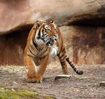 tigre en colère photo