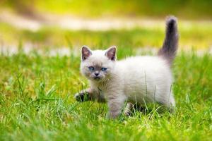 mignon petit chaton siamois marchant sur l'herbe photo