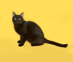 chat noir assis sur jaune photo