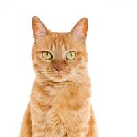 animal de compagnie de chat de gingembre jaune isolé photo