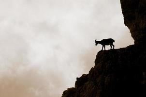 silhouette de chèvre de montagne sur les apls photo