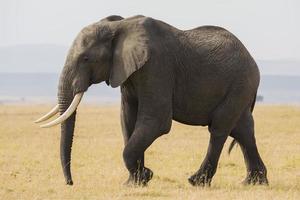 éléphant d'Afrique photo
